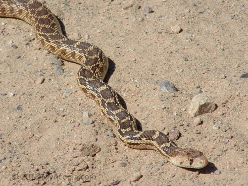 BullSnake2