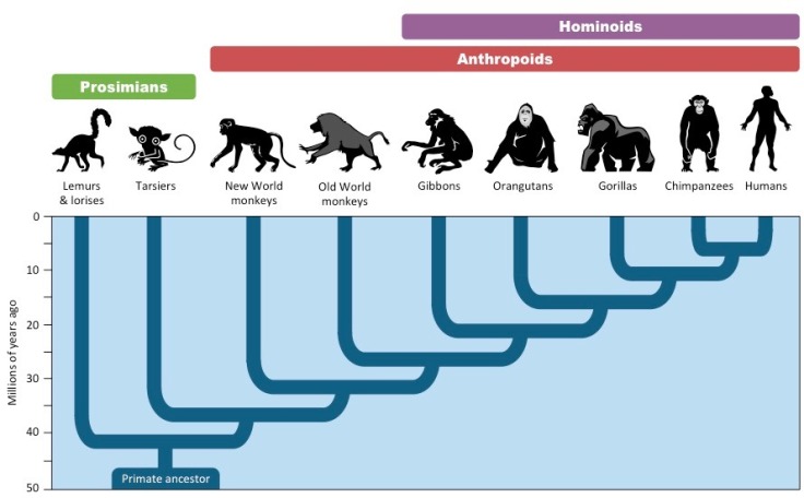 primate-cladogram-2_med