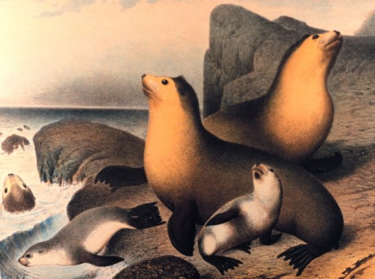 Gazelle-arctocephalus