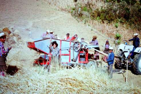 Threshing wheat, Quetzaltenango