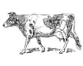 gurnsey-cow-clipart-illustration